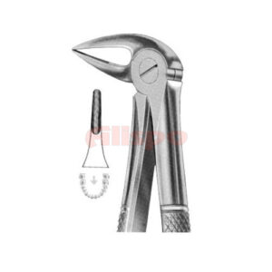 Extracting Forceps English Pattern No 33L