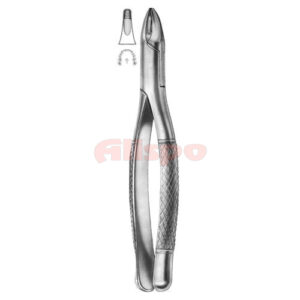 Extracting Forceps American Pattern D 10